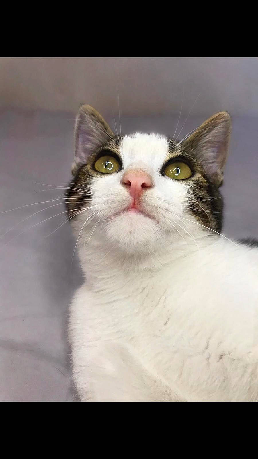 Rina a rejoint le concours — aidez-le/la à gagner de superbes lots ! aegean_cat, american_wirehair, asian, carnivore, cat, domestic_short_haired_cat, european_shorthair, eye, felidae, japanese_bobtail, kitten, mammal, small_to_medium_sized_cats, snout, turkish_van, vertebrate, whiskers