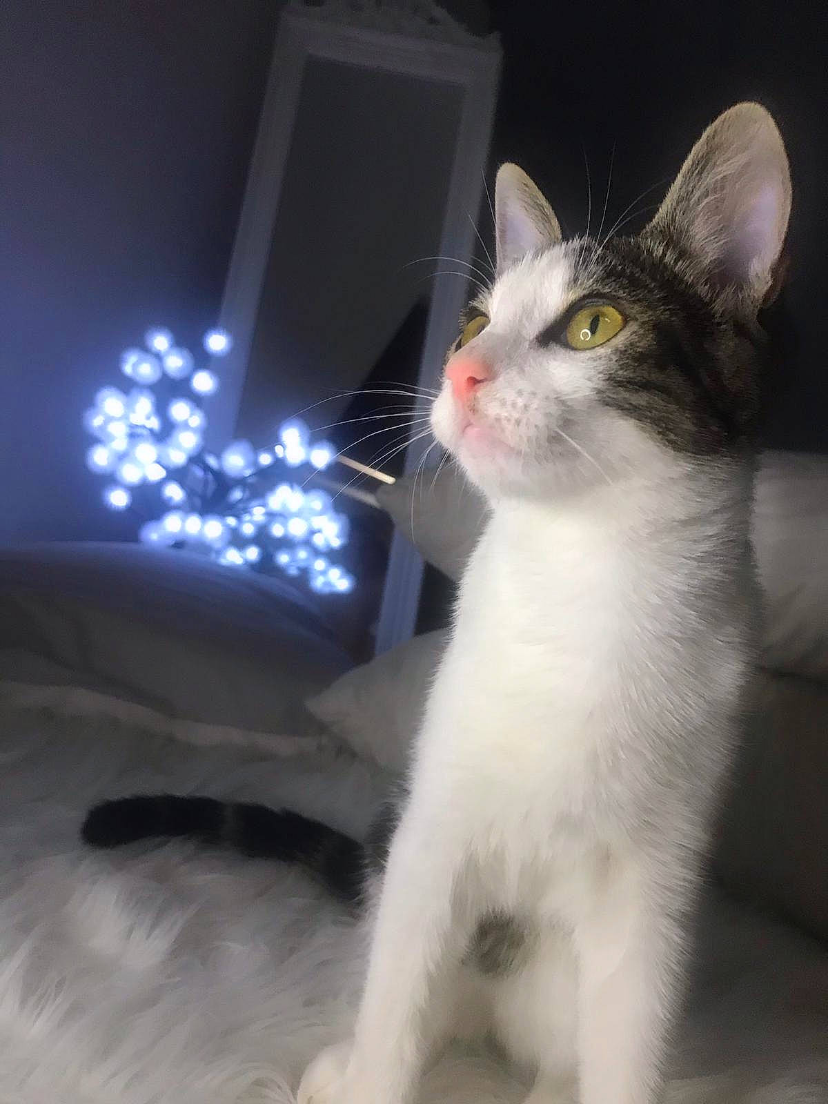 Rinaa a rejoint le concours — aidez-le/la à gagner de superbes lots ! aegean_cat, american_wirehair, carnivore, cat, domestic_short_haired_cat, ear, european_shorthair, eye, felidae, fur, japanese_bobtail, kitten, paw, polydactyl_cat, small_to_medium_sized_cats, tail, turkish_angora, turkish_van, whiskers, white