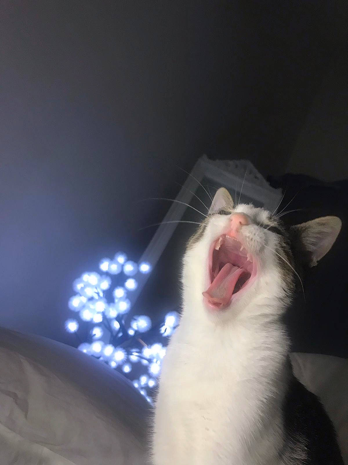 Rinaa a rejoint le concours — aidez-le/la à gagner de superbes lots ! cat, ear, facial_expression, felidae, fur, mouth, muridae, nose, rat, small_to_medium_sized_cats, tail, tongue, whiskers, yawn