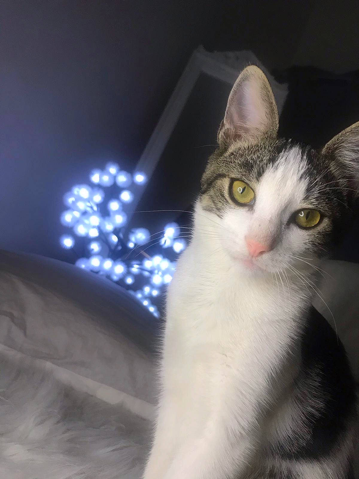 Rinaa participe au concours pour gagner de l'argent avec cette photo : aegean_cat, american_curl, american_wirehair, asian, burmilla, carnivore, cat, domestic_long_haired_cat, domestic_short_haired_cat, european_shorthair, eye, felidae, norwegian_forest_cat, ojos_azules, small_to_medium_sized_cats, snout, tail, turkish_angora, turkish_van, whiskers