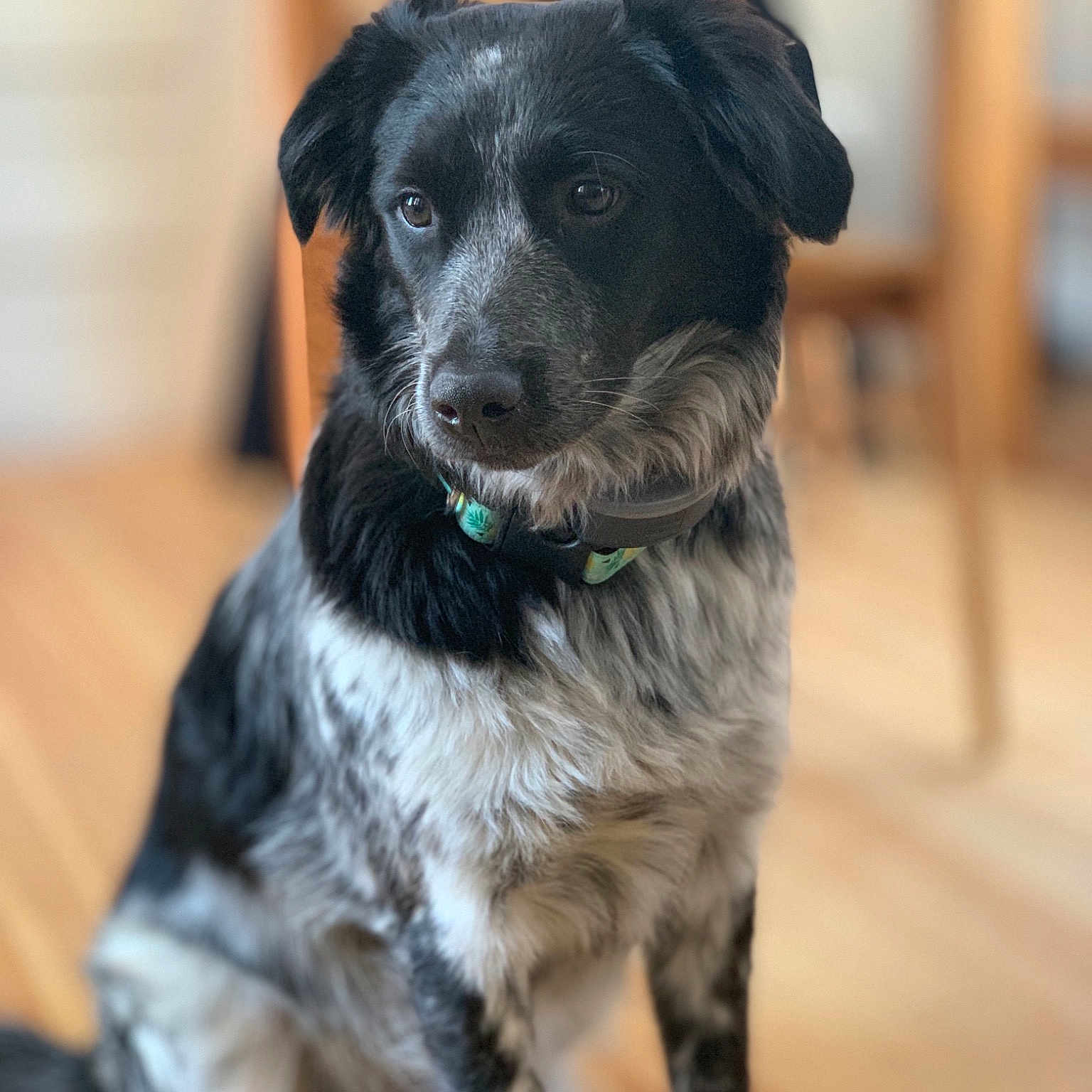 Koby joined the competition — help win amazing prizes! border_collie, canidae, carnivore, dog, dog_breed, fur, mammal, plant, puppy, rare_breed_dog, snout, sporting_group, stabyhoun, vertebrate, whiskers, working_dog