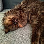cat, sleeping, fluffy, brown, pet, animal, couch, indoor, feline, closeup, resting, cozy, fur, paw, domestic, relaxing, cute, soft, companion, nap
