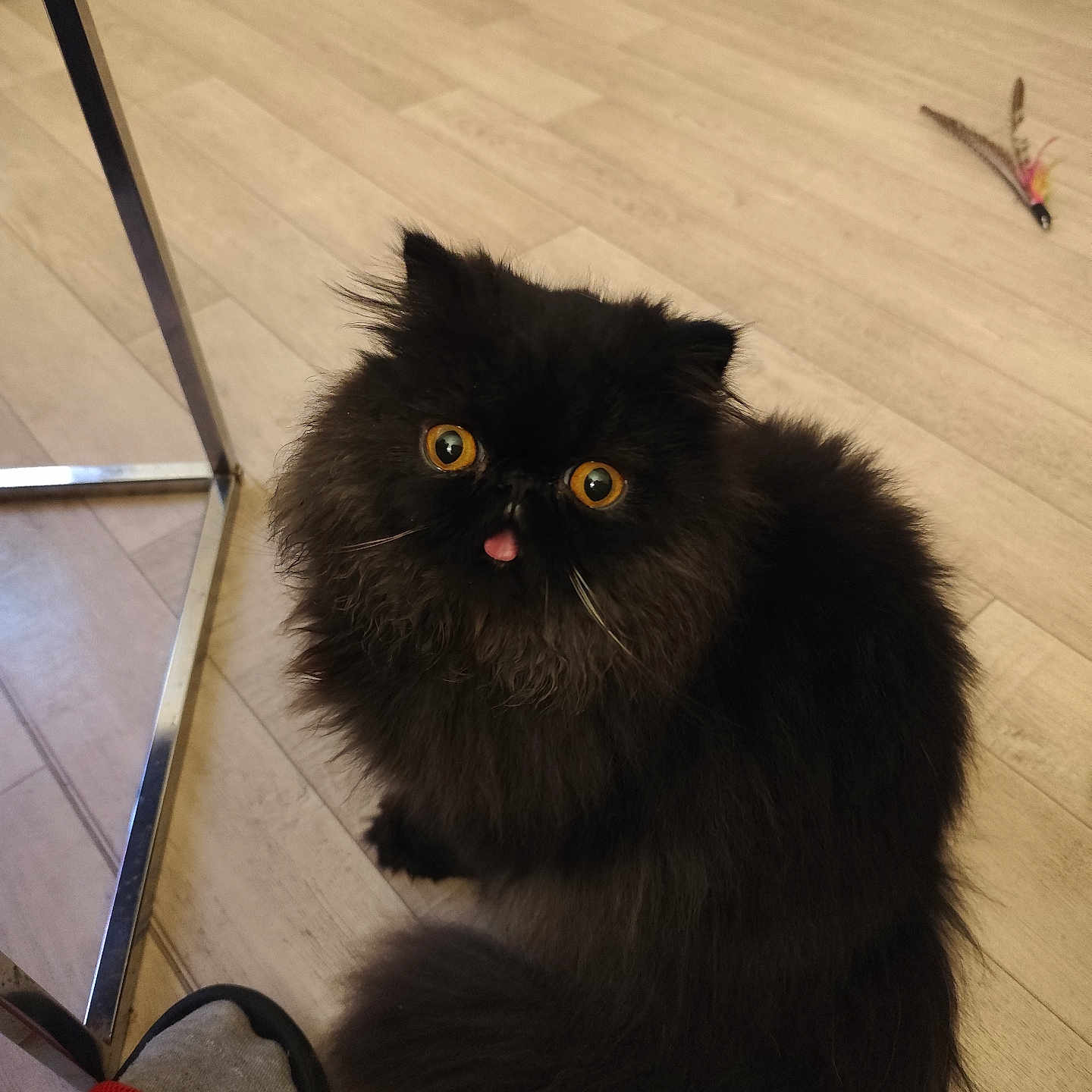 Zao participe au concours pour gagner de l'argent avec cette photo : animal, black_cat, cat, cute, domestic_cat, feather_toy, feline, flooring, fluffy_fur, footwear, furniture_leg, home, indoor, looking_up, orange_eyes, pet, sitting, slipper, tongue_out, wooden_floor