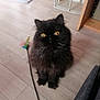 cat, black_cat, fluffy, pet, indoor, floor, toy, feather_toy, feline, animal, cute, curious, sitting, looking_up, home, wooden_floor, playful, whiskers, ears, golden_eyes