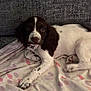 Tilly is registered to the contest to win money with this photo: puppy, dog, brown_and_white, blanket, polka_dot, couch, indoor, pet, lying_down, cute, collar, young_dog, fur, paw, resting, domestic_animal, animal, cozy, soft_lighting, curious