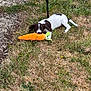 Tilly is registered to the contest to win money with this photo: puppy, dog, grass, toy, plush_toy, carrot, outdoor, pet, animal, chewing, black_and_white, young_dog, solar_light, nature, playful, summer, greenery, small_dog, lying_down, garden