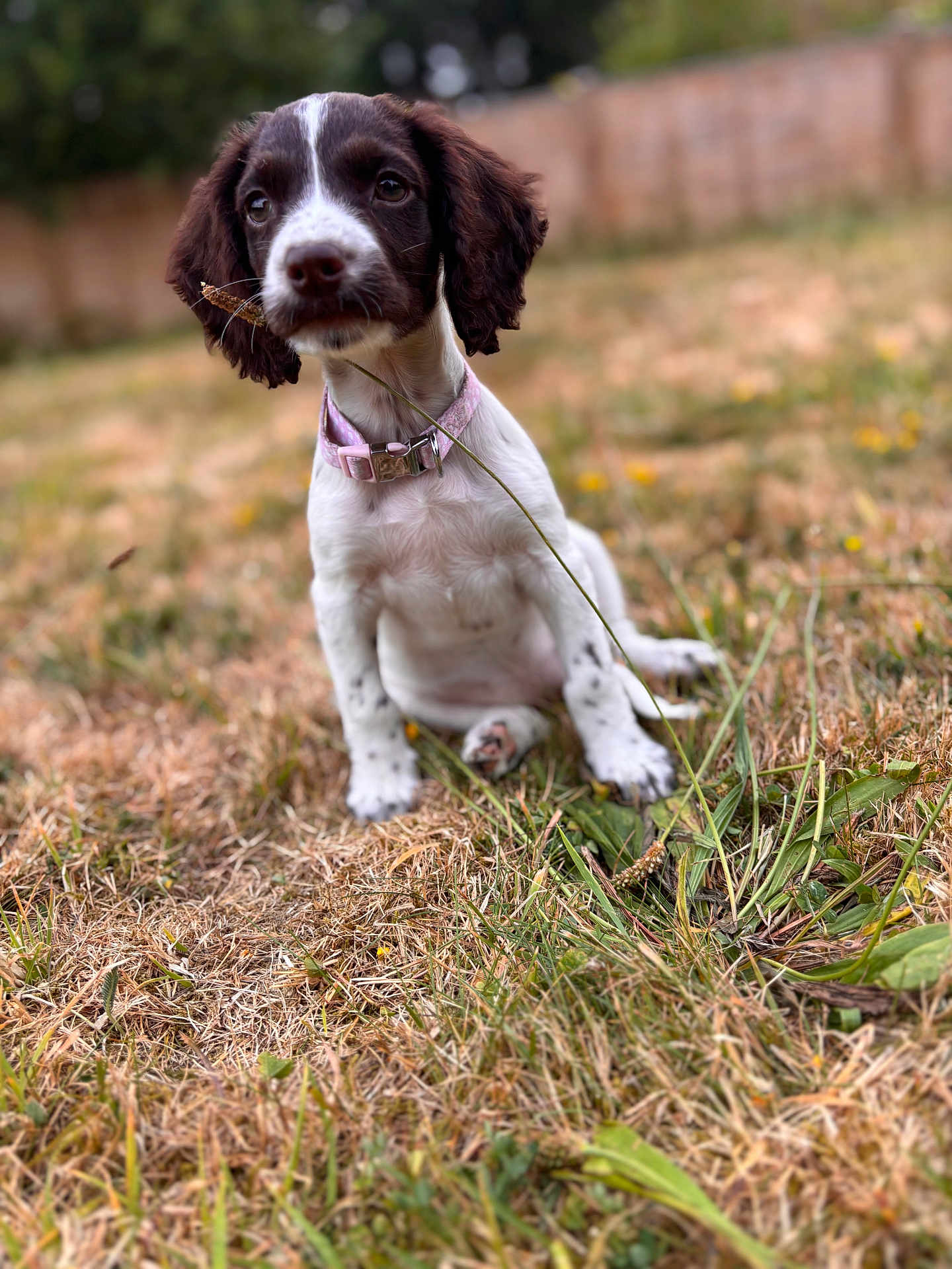 Tilly joined the competition — help win amazing prizes! puppy, dog, grass, outdoor, pet, collar, animal, cute, brown_and_white, sitting, young, ears, nature, playful, fur, adorable, face, snout, field, blurred_background