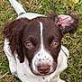 Tilly joined the competition — help win amazing prizes! adorable, animal, brown_and_white, canine, close_up, cute, dog, ears, fur, grass, looking_up, nature, nose, outdoor, pet, playful, puppy, sitting, whiskers, young_dog