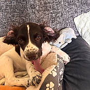 Tilly joined the competition — help win amazing prizes! animal, black_and_white, cozy, cushion, cute, dog, dog_bed, elephant_toy, fabric_background, floppy_ears, indoor, paw_print, pet, playful, puppy, resting, soft_texture, tongue_out, toy, young_dog