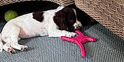 Tilly is registered to the contest to win money with this photo: puppy, dog, toy, pink_toy, tennis_ball, wicker_furniture, mat, playful, pet, chewing, brown_and_white, indoor, young_dog, cute, resting, floor, animal, small_dog, relaxing, pet_toy