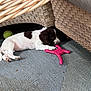 puppy, dog, toy, pink_toy, tennis_ball, wicker_furniture, mat, playful, pet, chewing, brown_and_white, indoor, young_dog, cute, resting, floor, animal, small_dog, relaxing, pet_toy