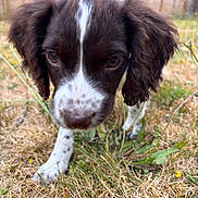 Tilly is registered to the contest to win money with this photo: puppy, dog, grass, outdoor, close_up, brown, white, ears, nose, fence, yard, nature, animal, cute, young, pet, walking, daylight, green, blurred_background