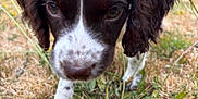 Tilly is registered to the contest to win money with this photo: animal, blurred_background, brown, close_up, cute, daylight, dog, ears, fence, grass, green, nature, nose, outdoor, pet, puppy, walking, white, yard, young