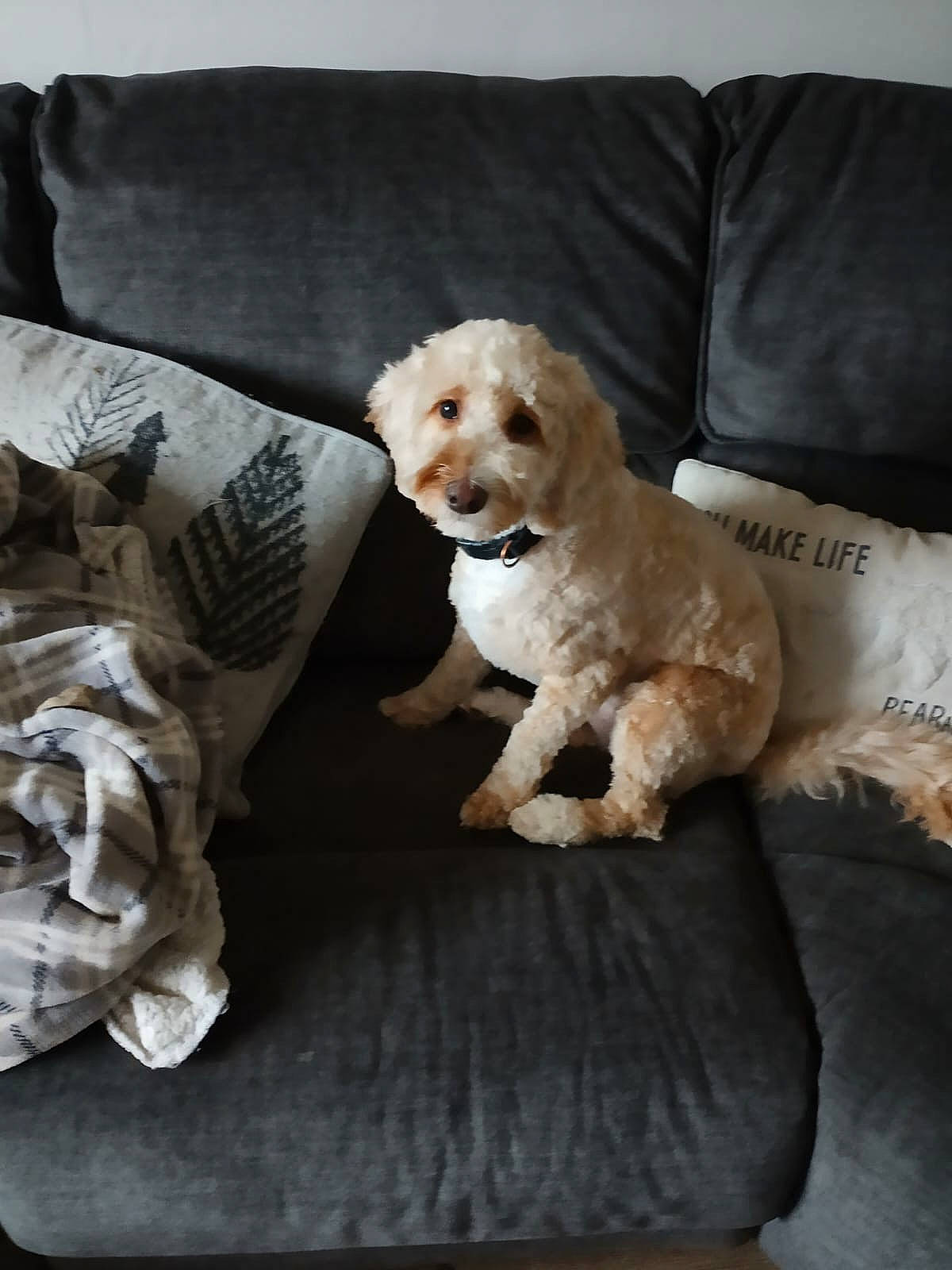 Missie is registered to the contest to win money with this photo: carnivore, chair, comfort, companion_dog, couch, dog, dog_breed, dog_collar, dog_supply, fawn, fur, labradoodle, pet_supply, pillow, snout, sporting_group, throw_pillow, toy_dog, wood, working_animal