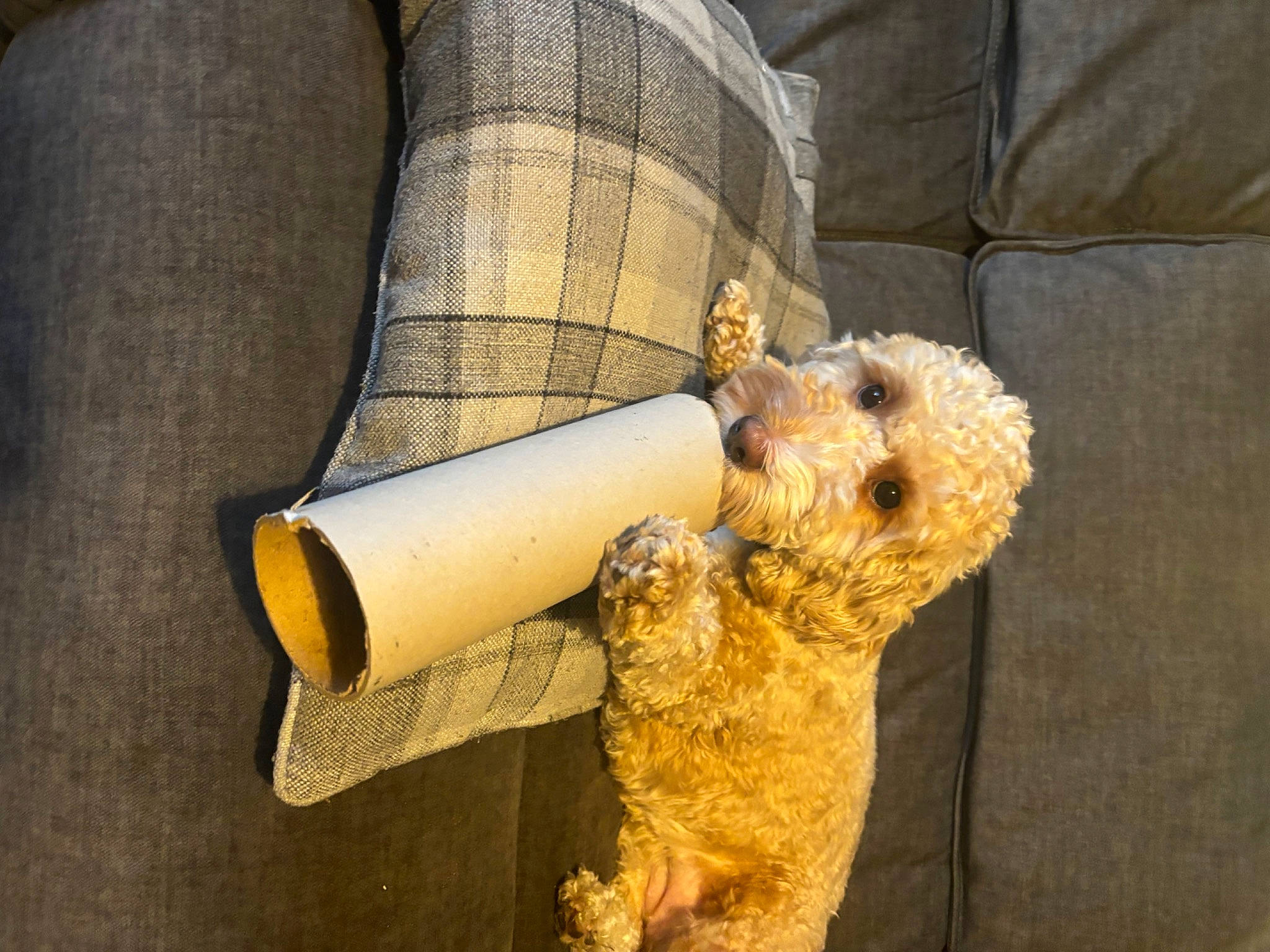 Missie is registered to the contest to win money with this photo: canidae, carnivore, comfort, companion_dog, cylinder, dog, dog_breed, fawn, fur, snout, sporting_group, terrier, toy, wood, working_animal, wrist