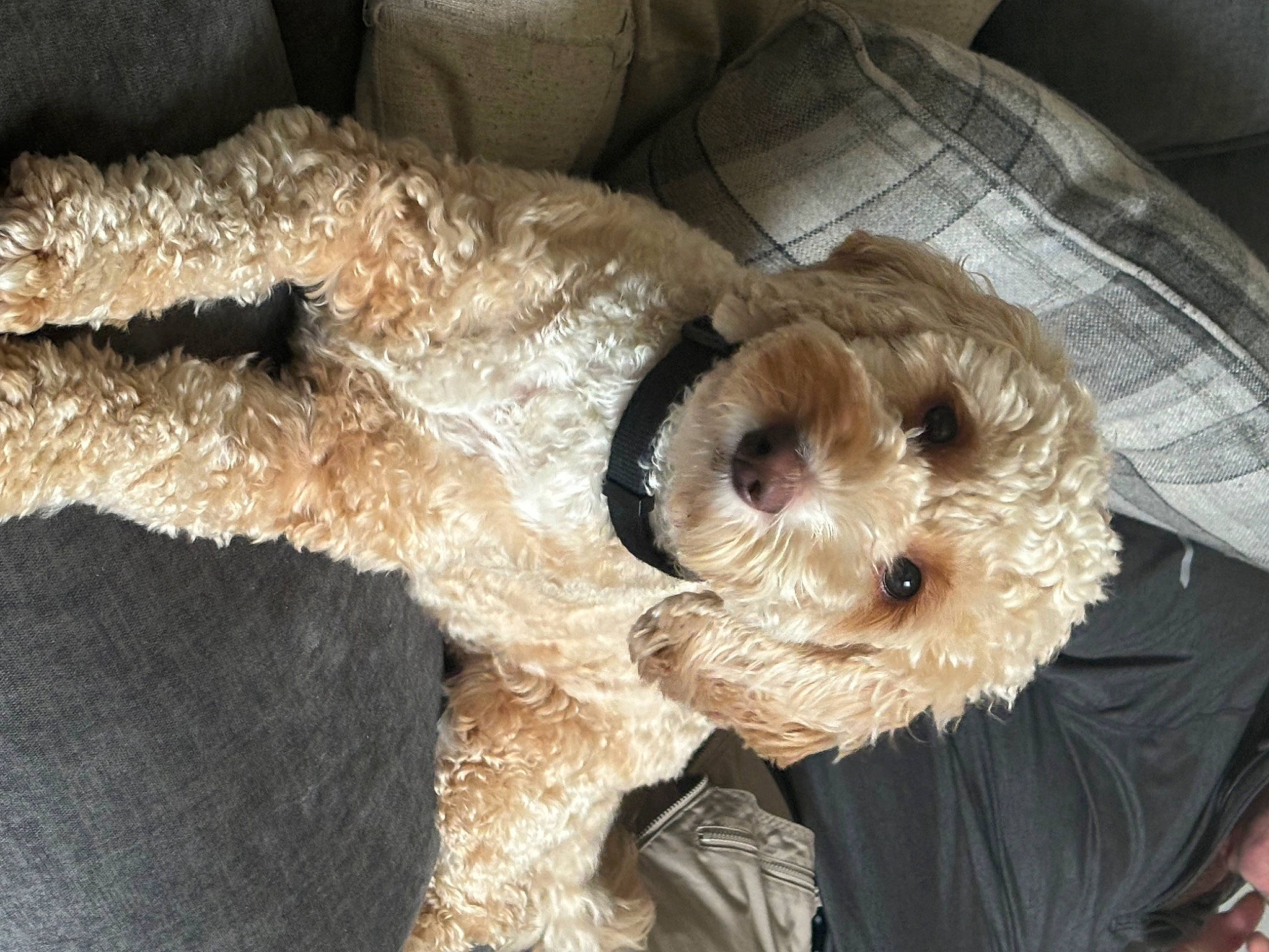 Missie joined the competition — help win amazing prizes! canidae, carnivore, comfort, companion_dog, dog, dog_breed, dog_clothes, dog_supply, fawn, fur, hat, small_terrier, snout, sporting_group, stuffed_toy, terrestrial_animal, terrier, toy, toy_dog, working_animal