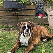 Pato a rejoint le concours — aidez-le/la à gagner de superbes lots ! dog, brindle, boxer, grass, outdoor, garden, planter, fence, pet, animal, canine, laying_down, decor, nature, yard, summer, greenery, cute, domestic_animal, relaxed
