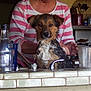 animal, bath, bottle, cleaning, counter, cup, dog, domestic, faucet, hand, indoors, kitchen, person, pet_care, portrait, sink, striped_shirt, tile, water, wet