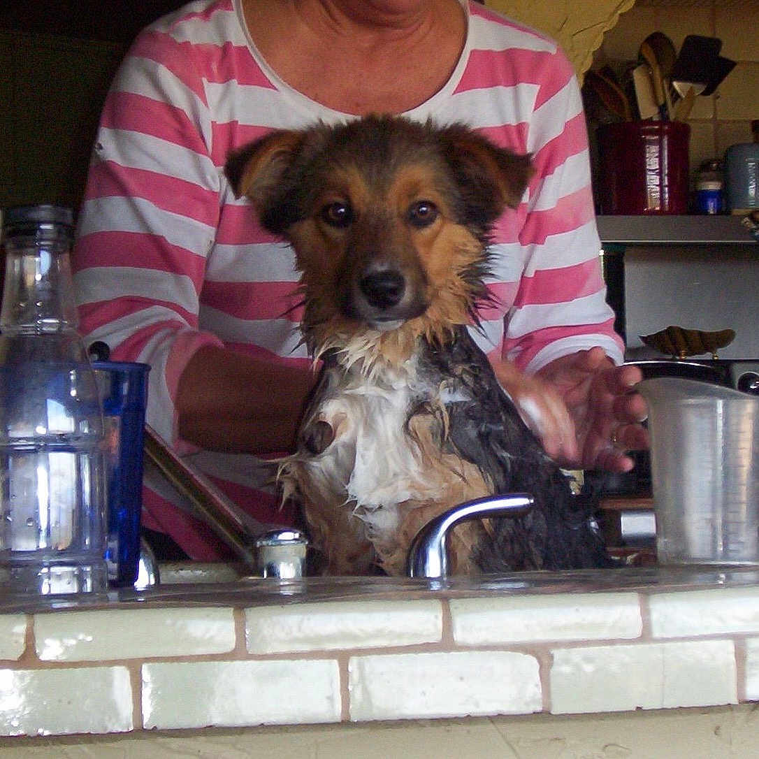 Kayc joined the competition — help win amazing prizes! animal, bath, bottle, cleaning, counter, cup, dog, domestic, faucet, hand, indoors, kitchen, person, pet_care, portrait, sink, striped_shirt, tile, water, wet