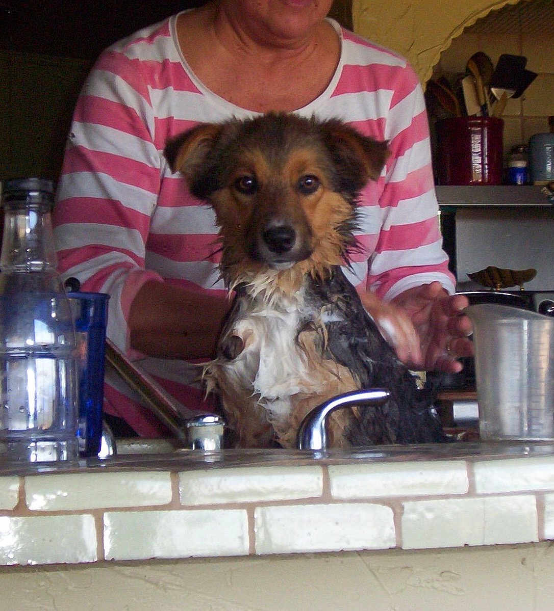 Kayc joined the competition — help win amazing prizes! animal, bath, bottle, cleaning, counter, cup, dog, domestic, faucet, hand, indoors, kitchen, person, pet_care, portrait, sink, striped_shirt, tile, water, wet
