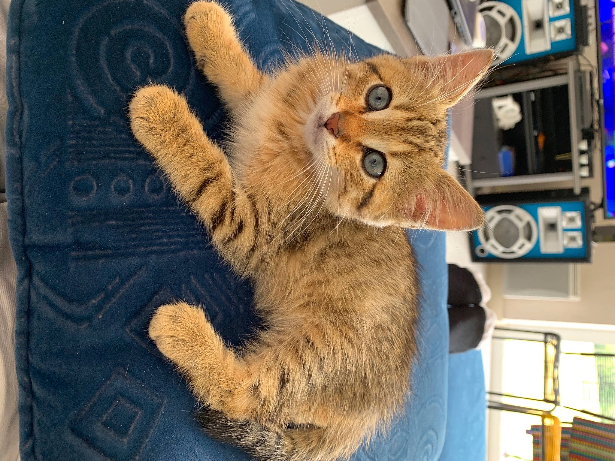 Pumba participe au concours pour gagner de l'argent avec cette photo : art, carnivore, cat, claw, domestic_short_haired_cat, electric_blue, fashion_accessory, fawn, felidae, fur, fur_clothing, gesture, paw, small_to_medium_sized_cats, snout, tail, terrestrial_animal, whiskers, wildlife, wood