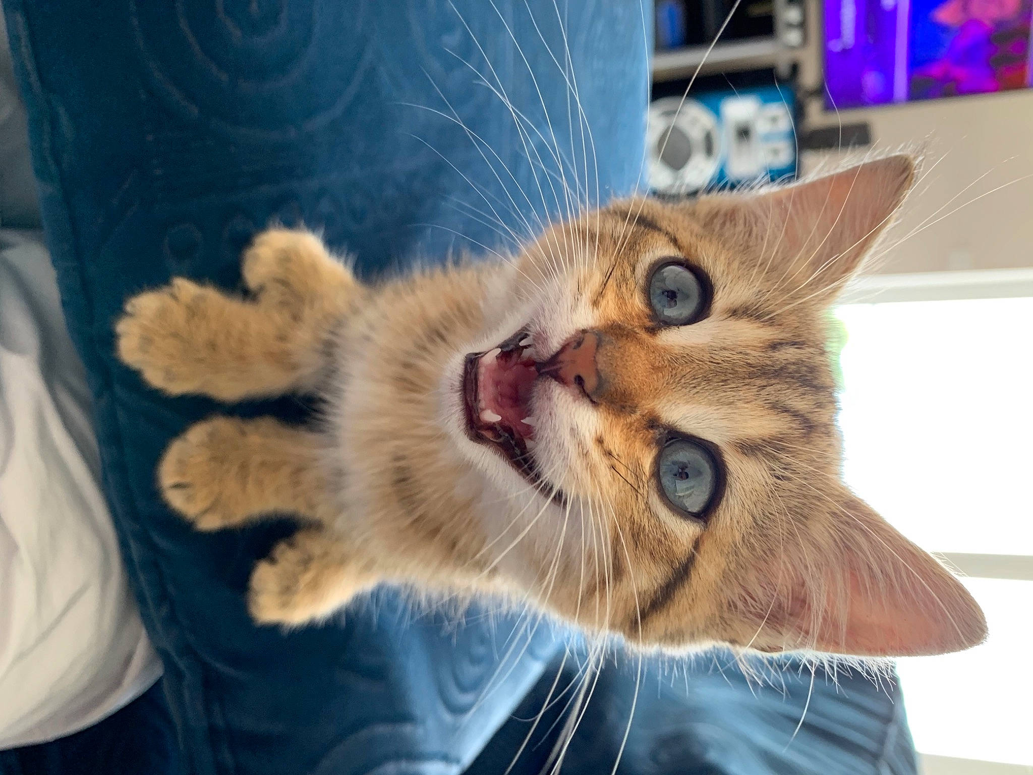 Pumba a rejoint le concours — aidez-le/la à gagner de superbes lots ! carnivore, cat, claw, domestic_short_haired_cat, ear, fawn, felidae, fur, paw, small_to_medium_sized_cats, snout, tail, tree, whiskers, wildlife, window