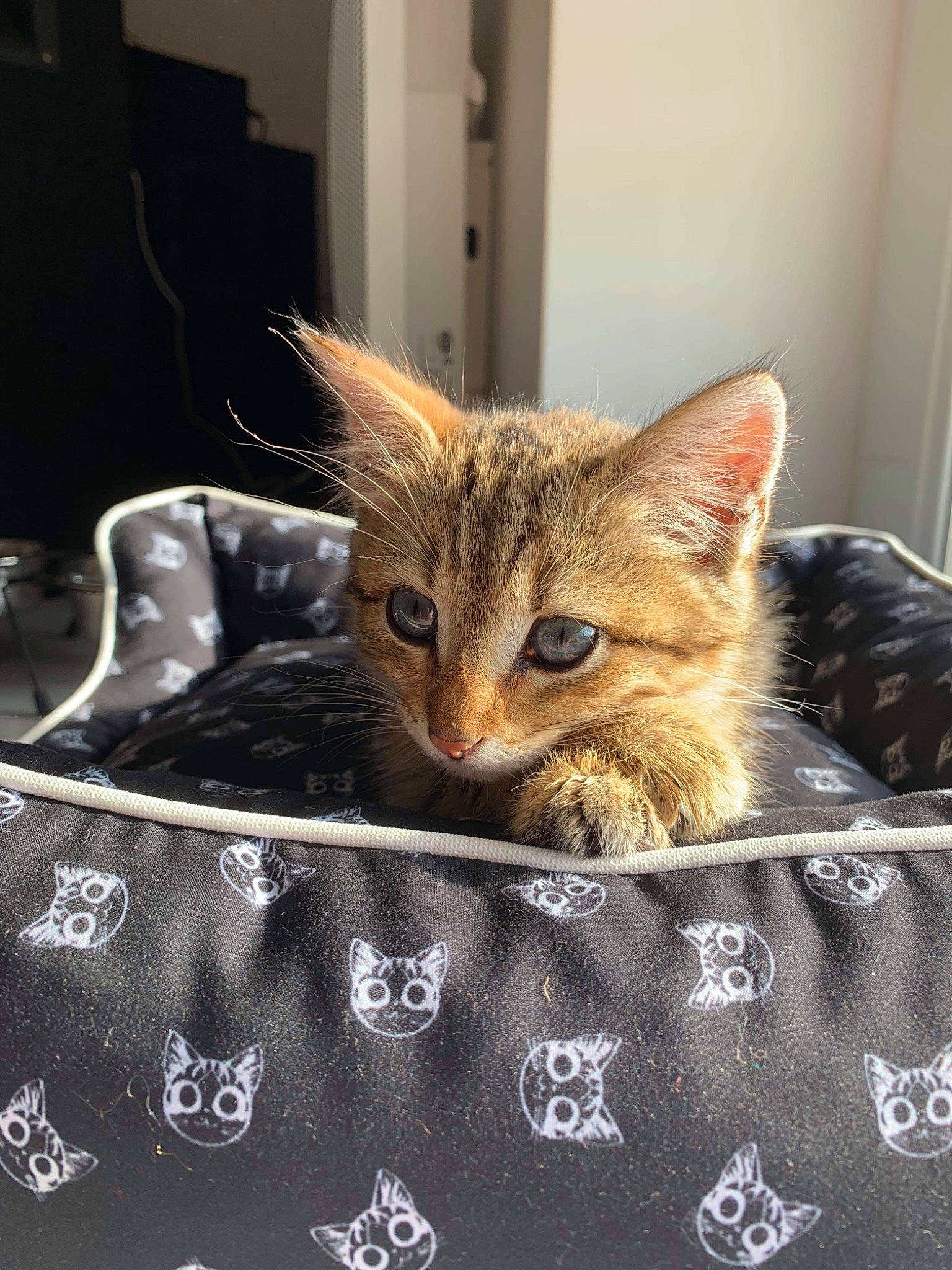 Pumba participe au concours pour gagner de l'argent avec cette photo : bag, box, carnivore, cat, claw, comfort, domestic_short_haired_cat, fawn, felidae, fur, metal, paw, pet_supply, room, sitting, small_to_medium_sized_cats, snout, tail, whiskers