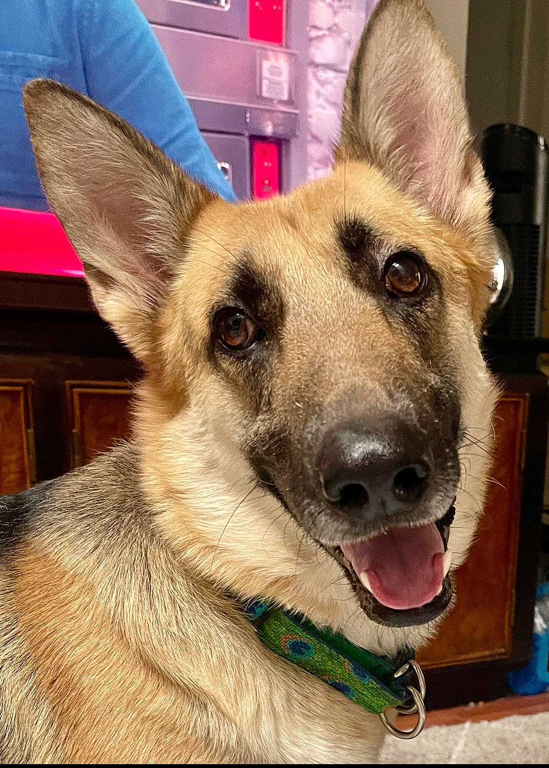 Xena joined the competition — help win amazing prizes! canidae, carnivore, collar, companion_dog, dog, dog_breed, dog_collar, dog_supply, east_european_shepherd, eye, fawn, fur, german_shepherd_dog, herding_dog, pet_supply, snout, sporting_group, whiskers, working_animal, working_dog