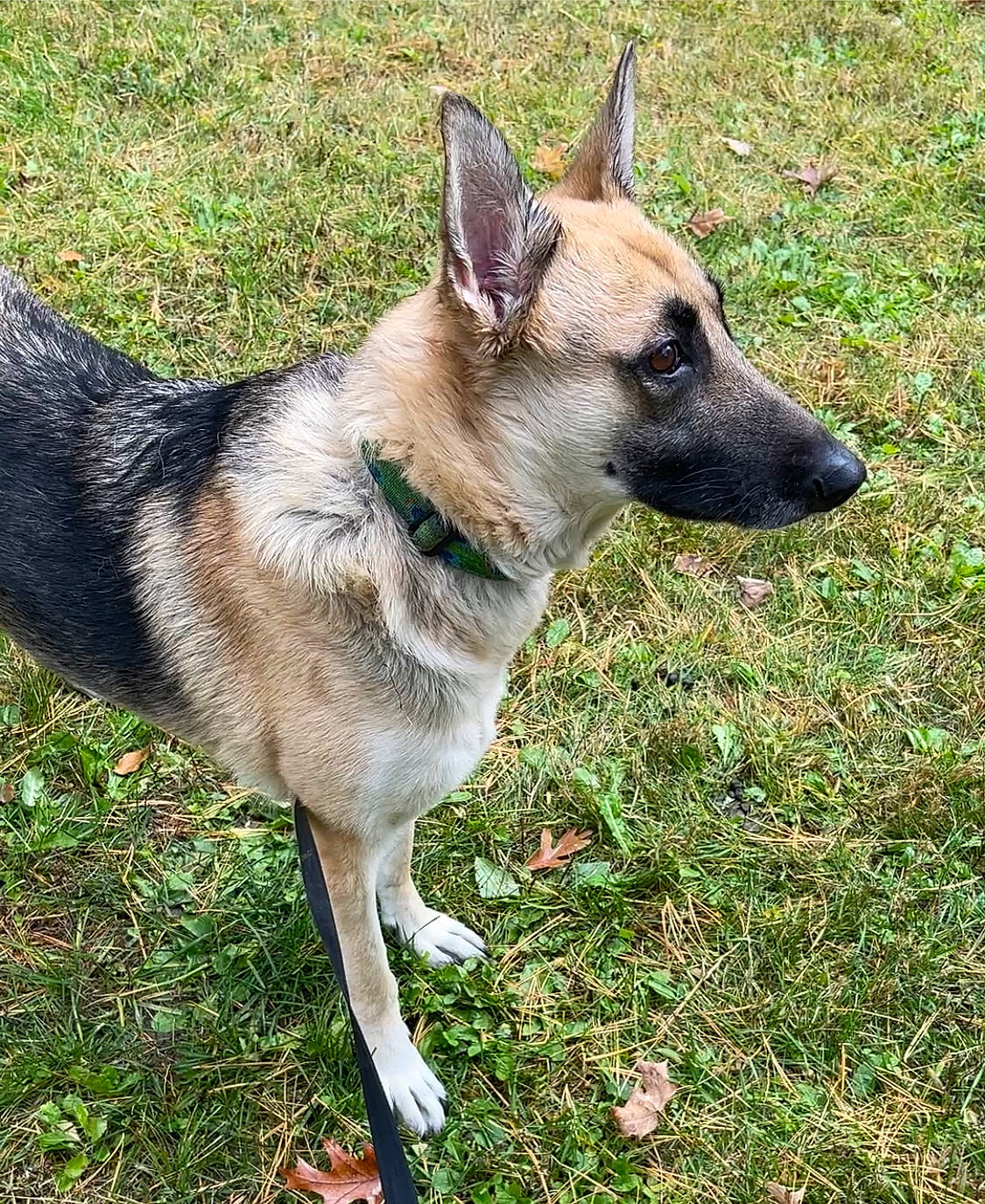 Xena joined the competition — help win amazing prizes! ancient_dog_breeds, canidae, carnivore, collar, companion_dog, dog, dog_breed, dog_collar, dog_supply, fawn, grass, herding_dog, leash, plant, sporting_group, tail, terrestrial_animal, whiskers, working_animal, working_dog