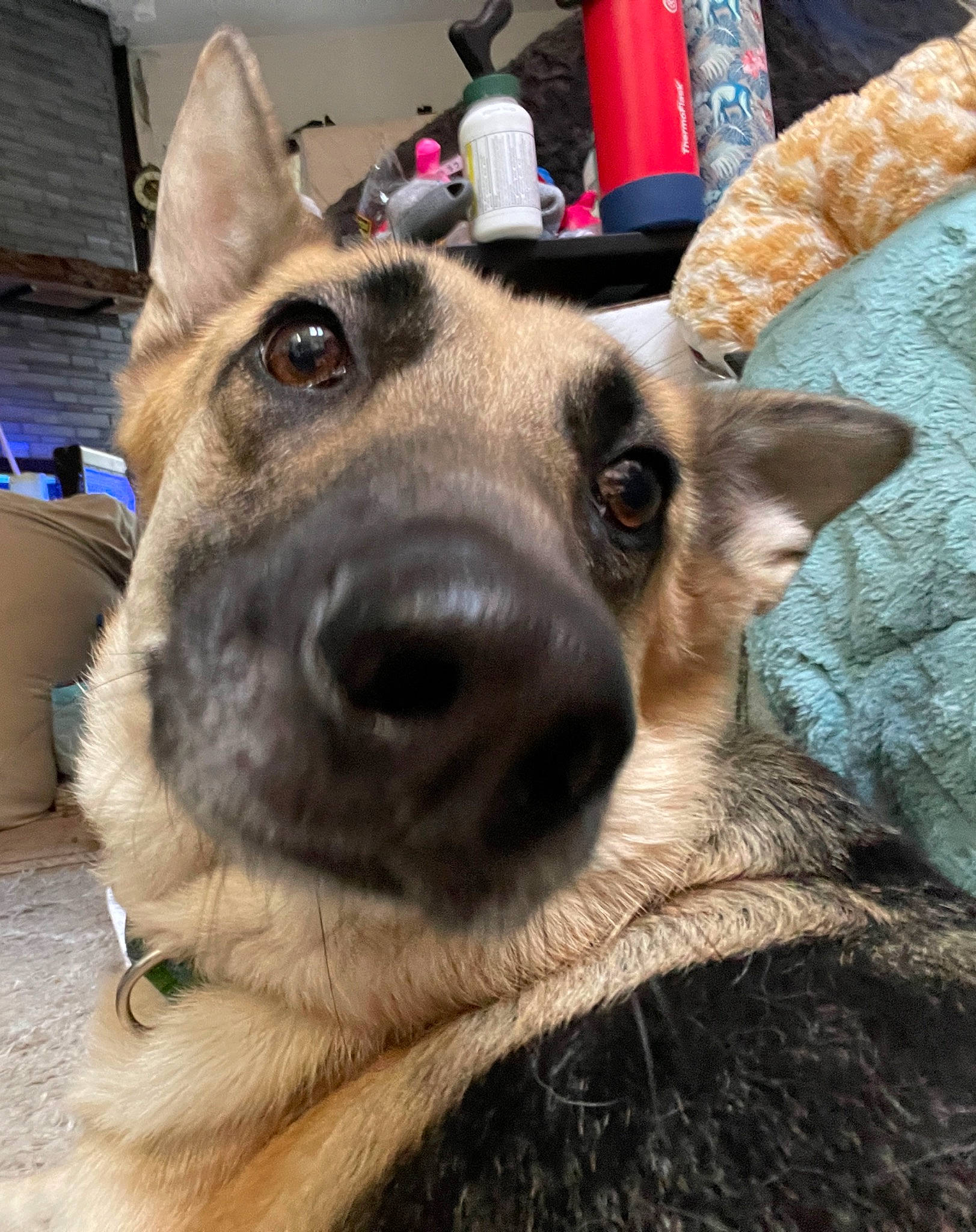 Xena joined the competition — help win amazing prizes! canidae, carnivore, collar, companion_dog, dog, dog_breed, dog_supply, ear, east_european_shepherd, fawn, fur, german_shepherd_dog, herding_dog, jaw, king_shepherd, old_german_shepherd_dog, snout, sporting_group, whiskers, working_animal