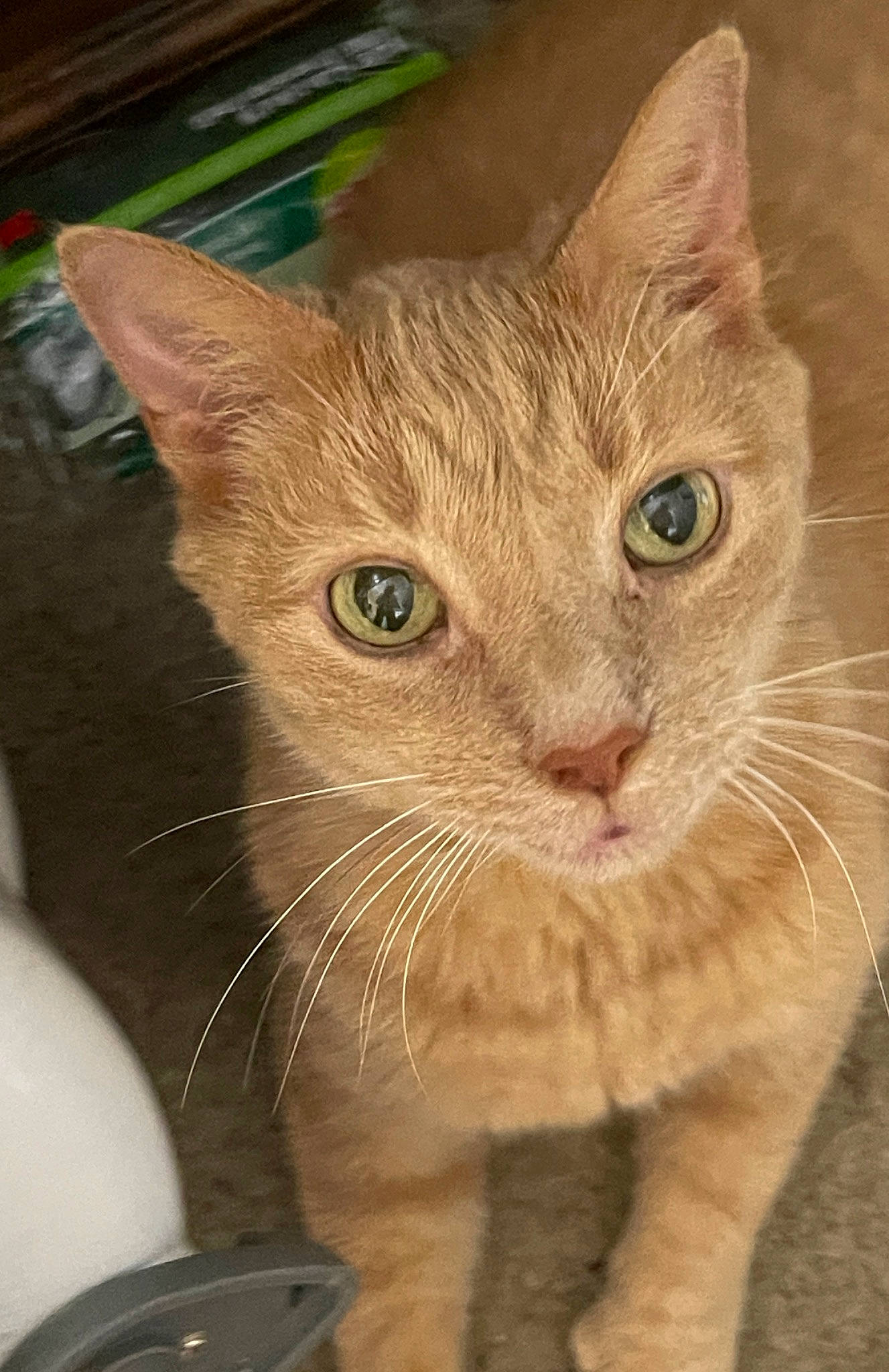 Irwin joined the competition — help win amazing prizes! carnivore, cat, cat_supply, claw, curious, domestic_short_haired_cat, fawn, felidae, fur, paw, pet_supply, photo_caption, small_to_medium_sized_cats, snout, tail, terrestrial_animal, whiskers, window