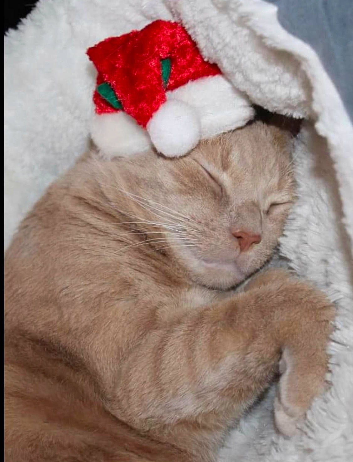 Irwin is registered to the contest to win money with this photo: carnivore, cat, christmas, claw, comfort, costume_hat, domestic_short_haired_cat, fawn, felidae, fur, hat, holiday, nap, paw, santa_claus, small_to_medium_sized_cats, snout, tail, whiskers, window