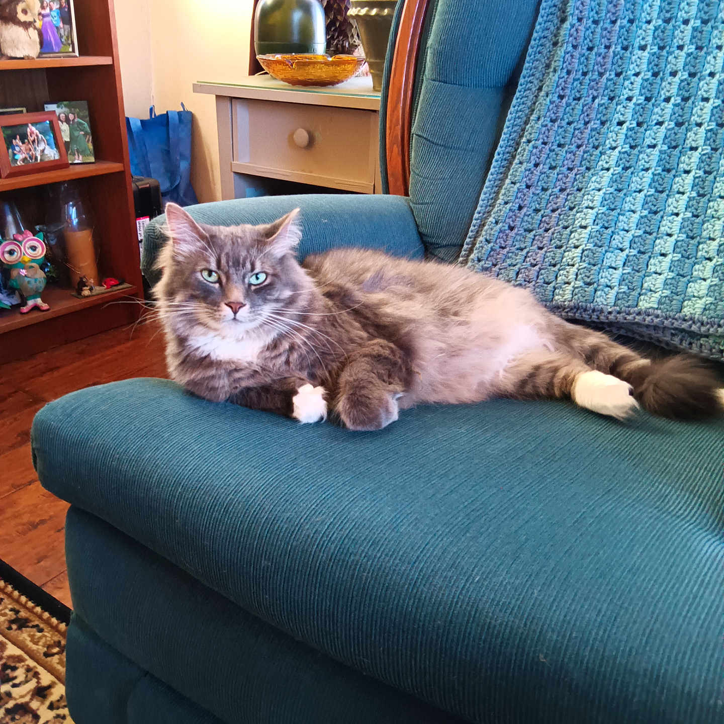 Lulu joined the competition — help win amazing prizes! accessories, animal, architecture, armchair, art, bag, building, cat, chair, couch, furniture, handbag, indoors, interiordesign, livingroom, painting, person, pet, room, shelf