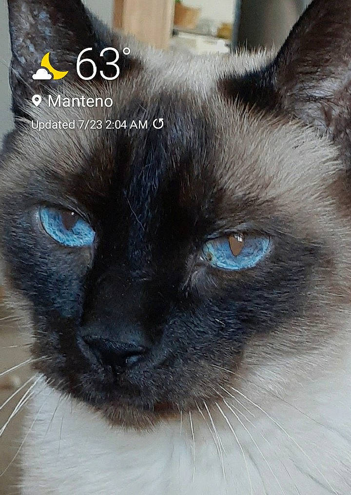 Mooshu is registered to the contest to win money with this photo: carnivore, cat, close_up, electric_blue, felidae, fixture, fur, head, iris, mammal, no_expression, siamese, small_to_medium_sized_cats, snout, terrestrial_animal, vertebrate, whiskers