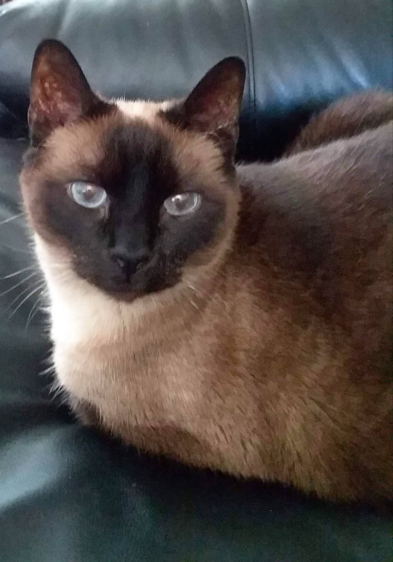 Mooshu is registered to the contest to win money with this photo: carnivore, cat, eye, felidae, fur, iris, siamese, small_to_medium_sized_cats, snout, terrestrial_animal, whiskers