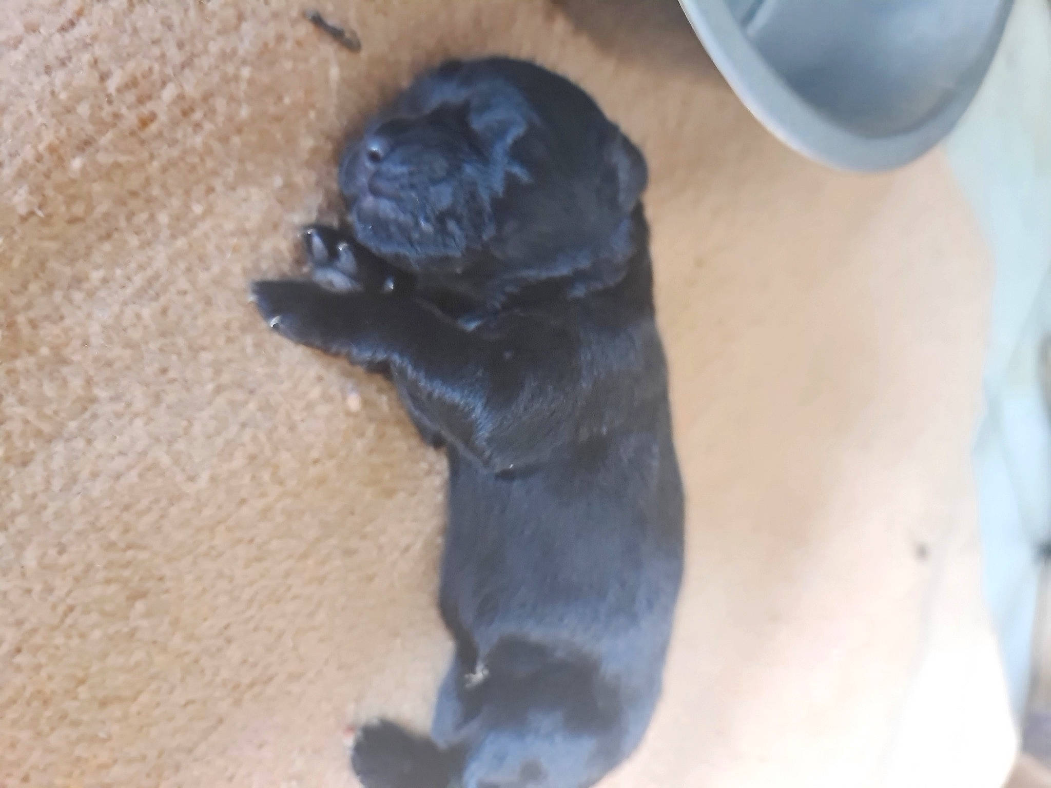 Younnaa participe au concours pour gagner de l'argent avec cette photo : borador, canidae, carnivore, companion_dog, dog, dog_breed, fawn, guard_dog, liver, non_sporting_group, paw, pet_supply, sporting_group, tail, terrestrial_animal, working_animal