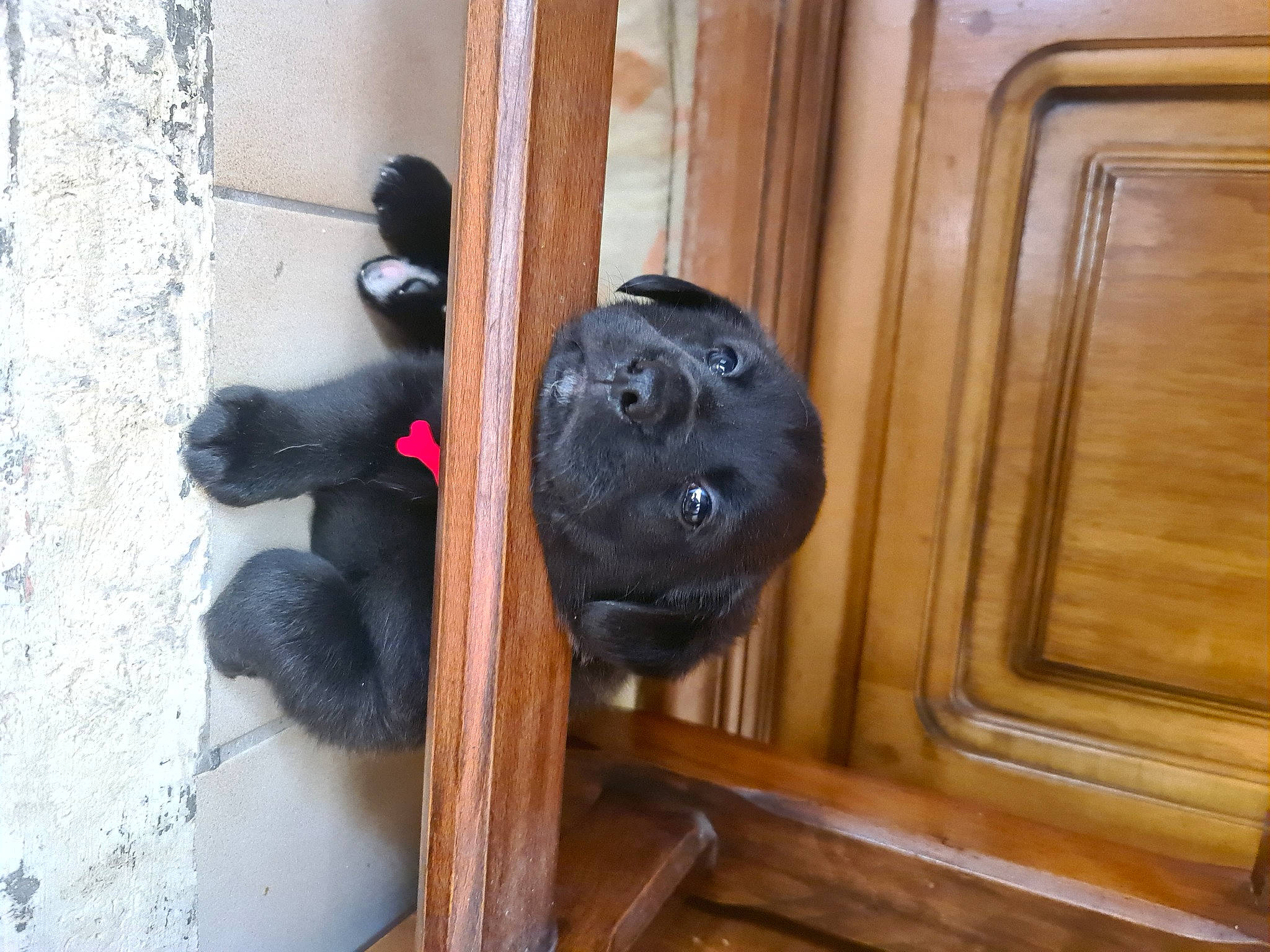 Younnaa participe au concours pour gagner de l'argent avec cette photo : canidae, carnivore, companion_dog, dog, dog_breed, door, door_handle, fixture, hardwood, home_door, non_sporting_group, snout, sporting_group, varnish, window, wood, wood_stain, working_animal