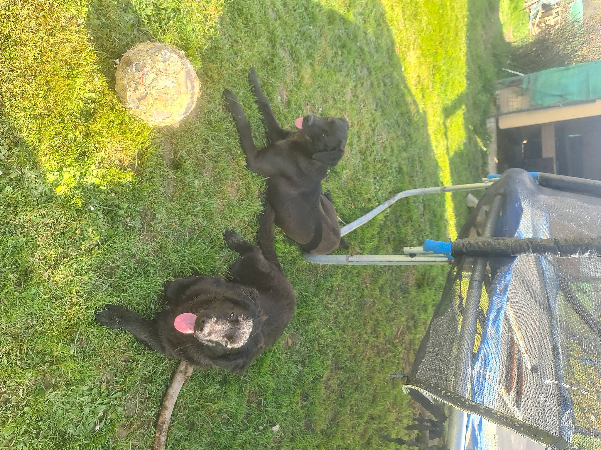Younnaa participe au concours pour gagner de l'argent avec cette photo : automotive_tire, bicycle_tire, carnivore, grass, grass_family, landscape, lawn, leisure, plant, recreation, shadow, shrub, soil, sporting_group, tail, terrestrial_animal, tree, vehicle, vertebrate, yard