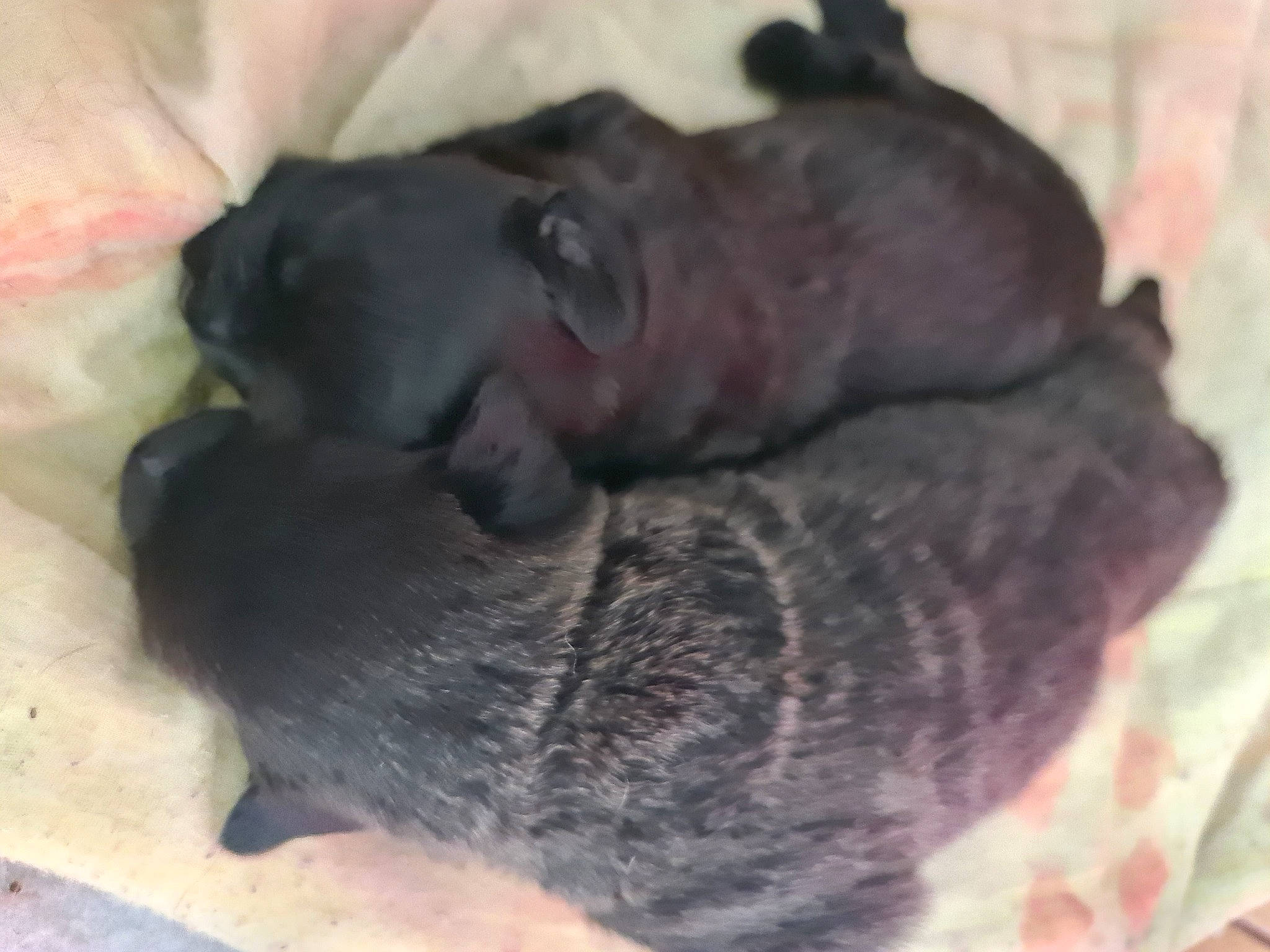 Younnaa participe au concours pour gagner de l'argent avec cette photo : canidae, carnivore, comfort, companion_dog, dog, dog_breed, ear, fawn, fur, grey, guard_dog, liver, nap, non_sporting_group, paw, snout, sporting_group, terrestrial_animal, whiskers, working_animal