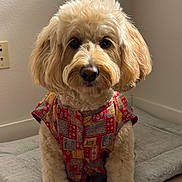 Levi is registered to the contest to win money with this photo: dog, curly_fur, patterned_shirt, indoor, mat, floor, wall, light_switch, brown_nose, fluffy, pet, sitting, attentive, cute, portrait, canine, furry, domestic_animal, eyes, ears