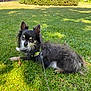 dog, small_dog, long_haired, leash, grass, park, shrubbery, sunlit, shadow, sitting, portrait, outdoor, pet, furry, cute, relaxed, black_and_tan, face, ears, person_in_background