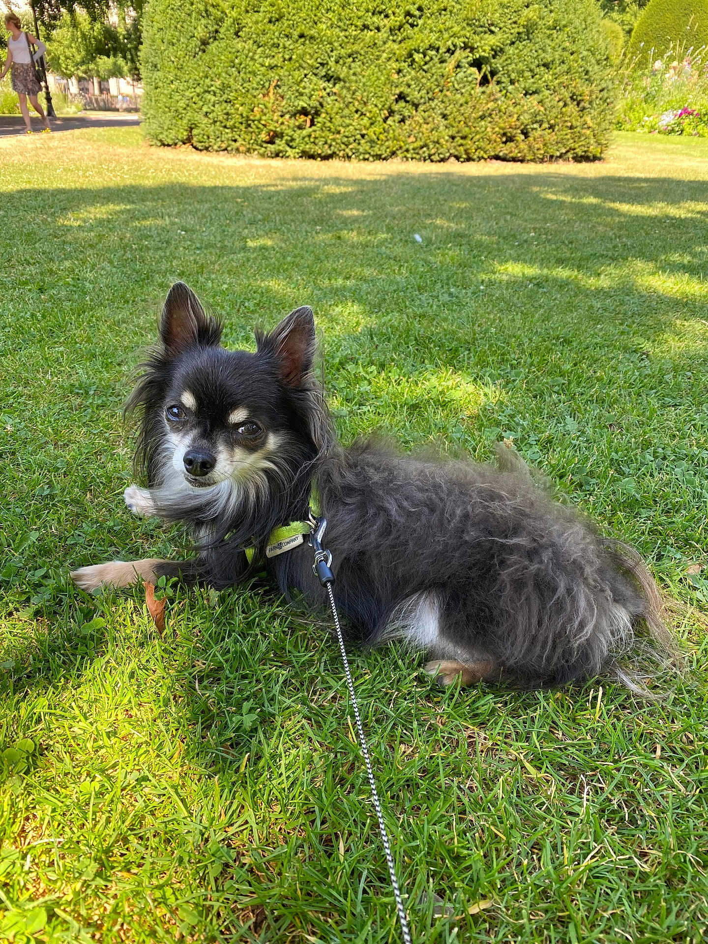 Magnum a rejoint le concours — aidez-le/la à gagner de superbes lots ! dog, small_dog, long_haired, leash, grass, park, shrubbery, sunlit, shadow, sitting, portrait, outdoor, pet, furry, cute, relaxed, black_and_tan, face, ears, person_in_background