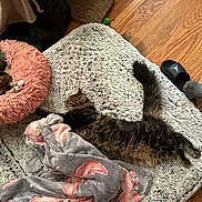 Sapphire joined the competition — help win amazing prizes! cat, cats, fluffy_bed, pink_bed, grey_rug, blanket, wooden_floor, foot, sock, slide_sandal, feline, pet, sleeping_cat, relaxing, cozy, indoor, home, fur, animal, resting