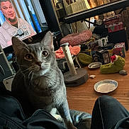 Midnight And Milo joined the competition — help win amazing prizes! cat, gray_tabby, pet, indoor, living_room, television, person_on_tv, floor, wood_floor, furniture, cat_toy, scratching_post, slippers, blanket, box, curtains, plastic_bowl, clutter, cozy, casual