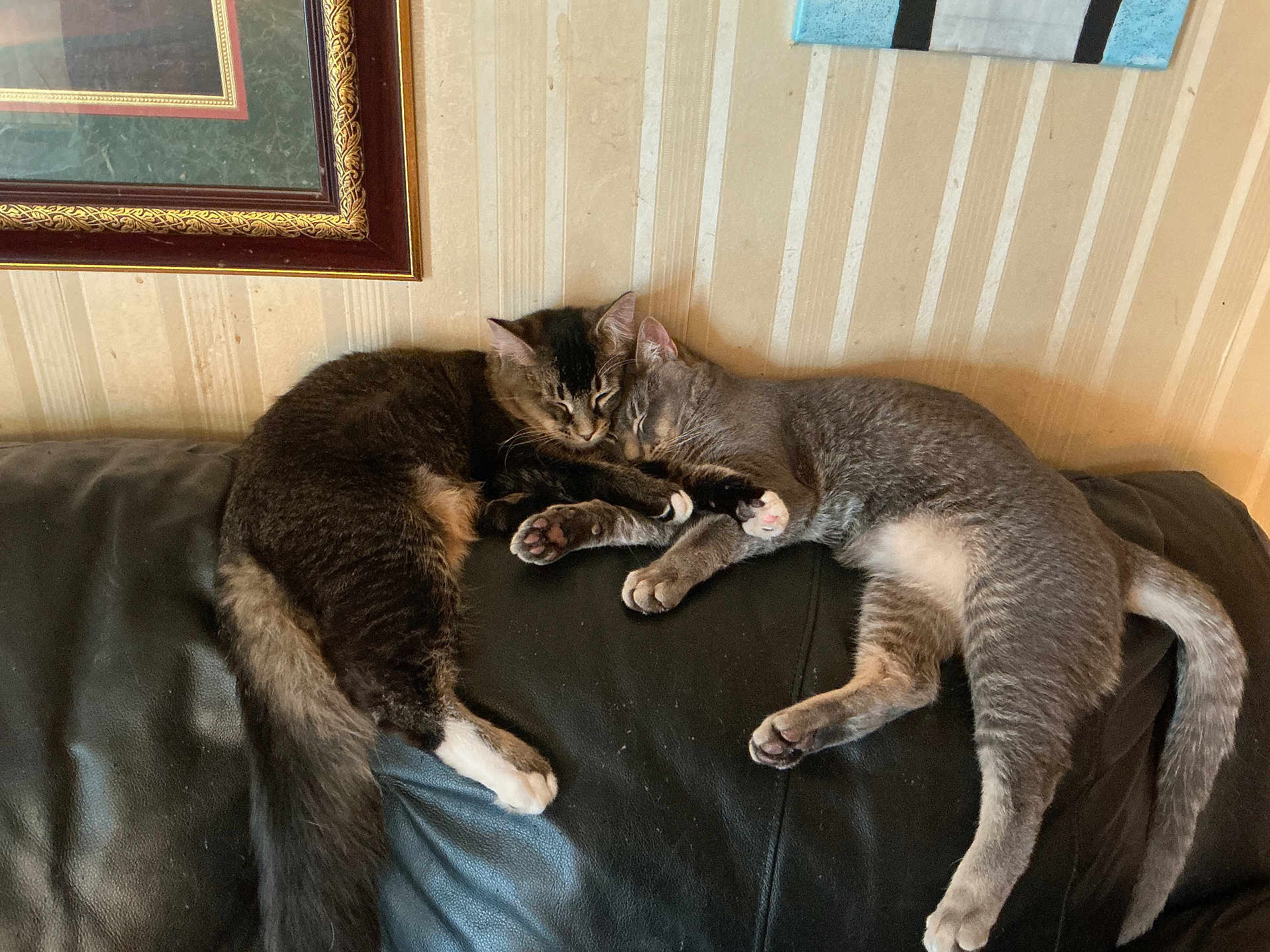 Midnight And Milo is registered to the contest to win money with this photo: cat, cats, sleeping, couch, leather, indoor, pets, cozy, snuggling, paw, fur, striped_wallpaper, framed_art, home, resting, animal, cute, two_animals, relaxing, companion