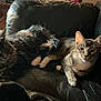 Midnight And Milo is registered to the contest to win money with this photo: cat, cats, feline, pet, animal, indoor, couch, leather, resting, relaxing, tabby, fur, whiskers, paw, domestic, two_animals, sunlight, shadow, comfort, companions