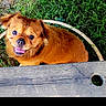 Gucci participe au concours pour gagner de l'argent avec cette photo : dog, pet, animal, small_dog, brown_fur, fluffy, happy, smiling, tongue, eyes, face, portrait, outdoor, grass, garden, wood, bench, metal_frame, park, closeup