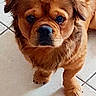 dog, puppy, brown_fur, fluffy, wrinkled_face, short_muzzle, black_nose, dark_eyes, standing, paws, indoor, tile_floor, portrait, close_up, pet, animal, cute, looking_at_camera, small_dog, funny_expression