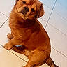 dog, puppy, fluffy, brown_fur, sitting, head_tilt, cute, portrait, pet, animal, paws, tail, long_fur, indoors, tile_floor, floor, looking_at_camera, adorable, funny_expression, companion_animal