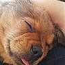 Gucci participe au concours pour gagner de l'argent avec cette photo : puppy, dog, golden_fur, sleeping, sleepy, tongue_out, close_up, portrait, fluffy, fur, nose, whiskers, ears, pet, cuddling, human_arm, indoors, black_fabric, relaxed, cute